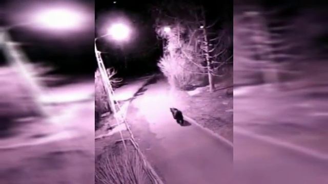Медведь в Медногорске смотреть онлайн