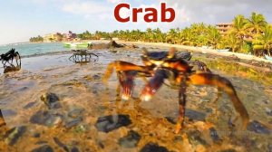 Sea Animals - Fish and Wild Animals | Learn Animal Names