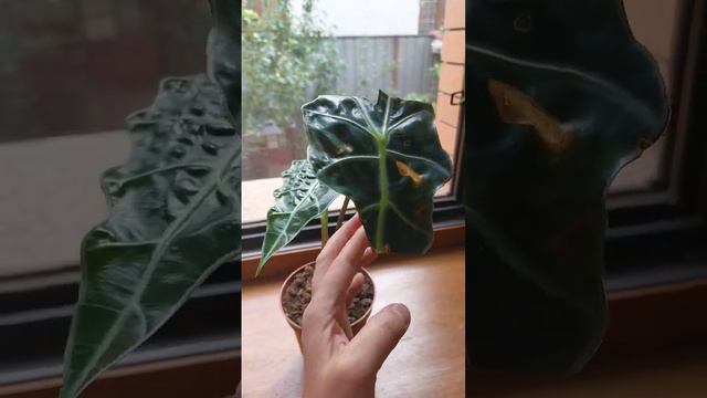 Алоказия полли смотреть онлайн