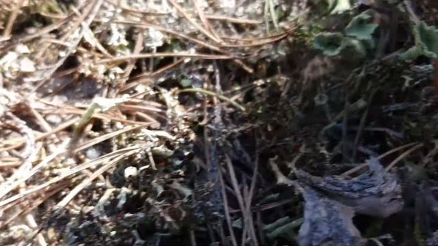 Лишайник Кладония трухлявая, Тверская область смотреть онлайн