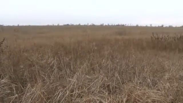 Охотничьи просторы. Эпизод 10. Охота на фазана с легавыми в январе смотреть онлайн