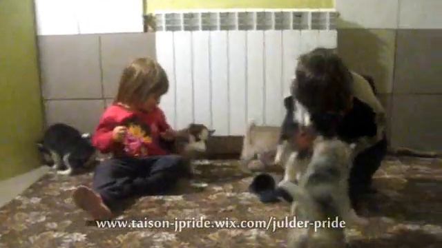 Щенки Julder Pride Дети помета ''L'' смотреть онлайн
