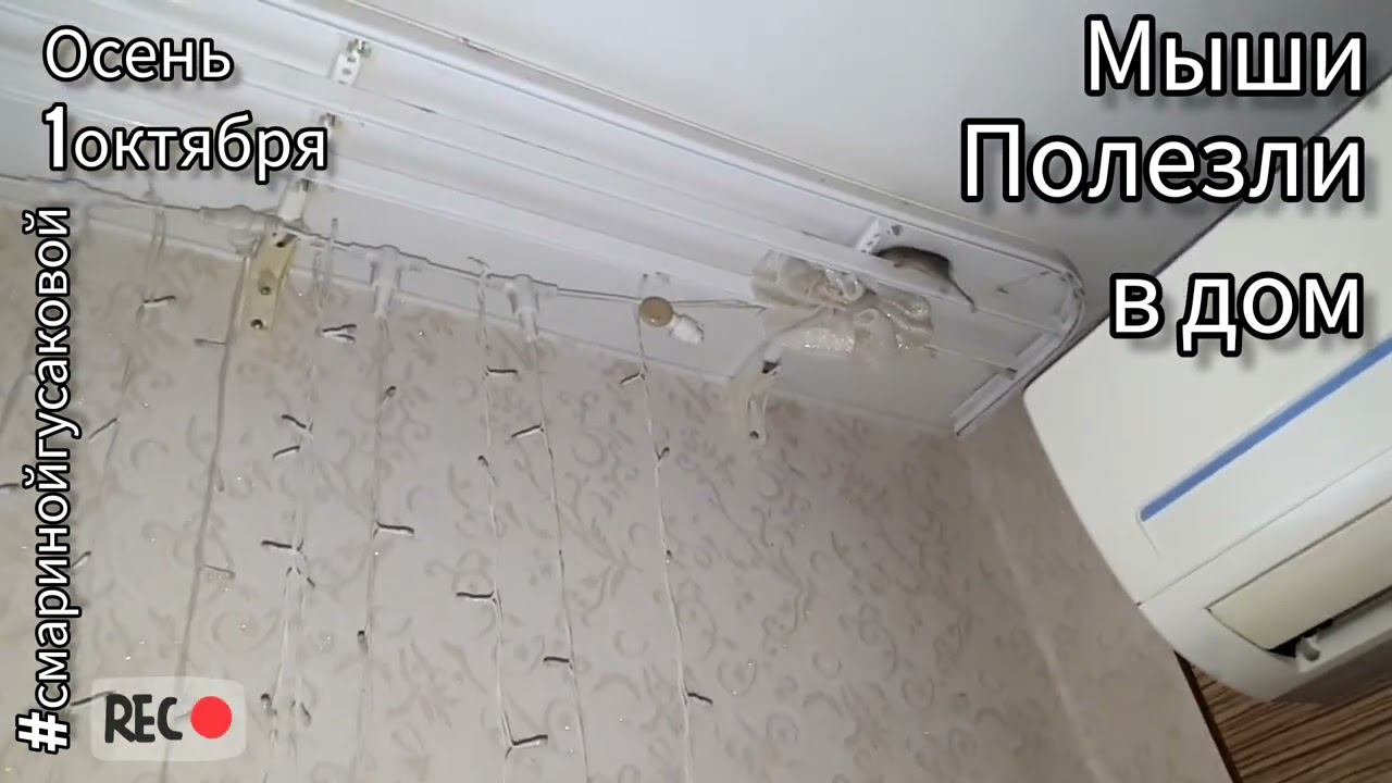 КОШМАР Мыши по потолку бегают. Что делать? 1 октября сМаринойГусаковой смотреть онлайн