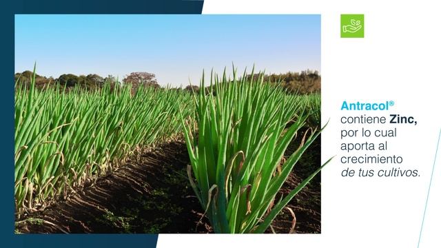 Protege tus Cultivos con el Mejor, Antracol 70 WP | Agro Bayer Centroamérica смотреть онлайн