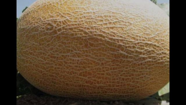 ЧТО ТВОРИТЬ ДЫНЯ ПОЛЗА И ВРЕД ДЛЯ ЗДОРОВЬЯ смотреть онлайн