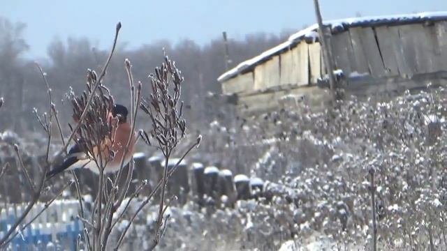 Ой, какие снегири, цвета утренней зари _ / Матвей Тихомиров / смотреть онлайн