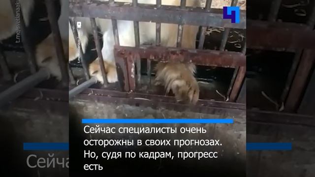 В Московском зоопарке белый медведь Диксон начал двигать лапами смотреть онлайн