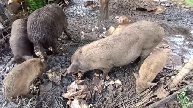 Спасаю свиней от потопа смотреть онлайн