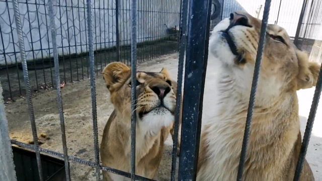 Сафари парк "Прайд". Абхазия. Любовь в парке. У нас новая пара. Леди и Цезарь. Весна 2021 (начало) смотреть онлайн