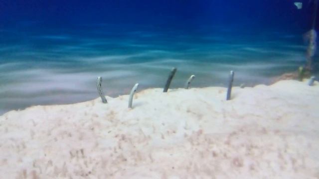 Это эти... из Геншина! Москвариум на ВДНХ #genshinimpact #nikitamyplay #vdnh #oceanarium смотреть онлайн