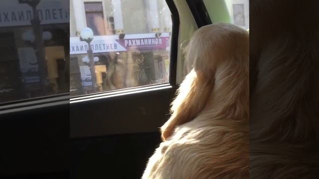 Золотистый ретривер Ричард в машине Голден ретривер golden retriever in car смотреть онлайн