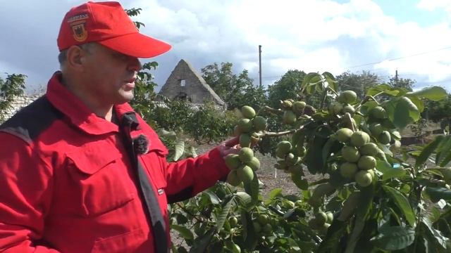 № 86 Сіянець трирічний горіху сорту 