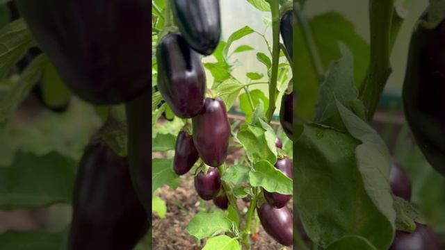 15 🍆🍆🍆 с одного куста🌿 #shorts смотреть онлайн