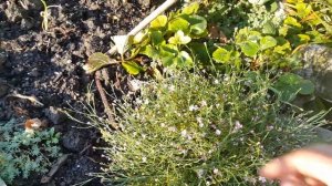 Гипсофила ползучая. Садовые растения. / Gypsophila creeping. Garden plants.