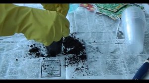 Как посадить семена стевии