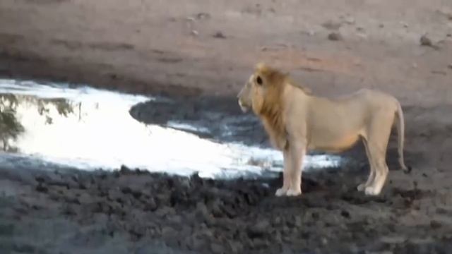Бегемот Сохранить импала из Лев, слон и крокодил, леопард и анаконда, змея и мангуста смотреть онлайн