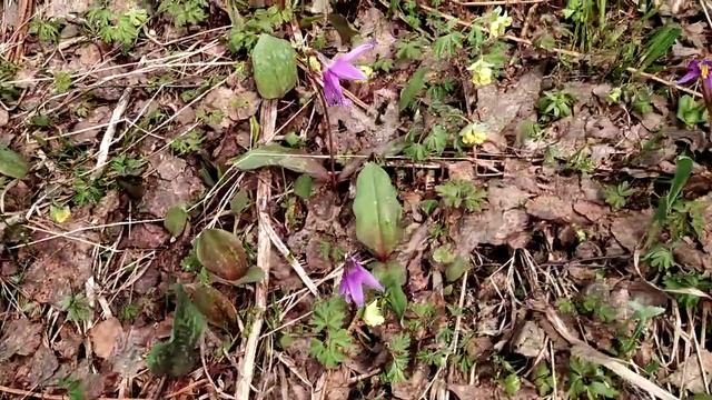 Алтай. Весенний лес. Лучшие витамины в весенний период. смотреть онлайн
