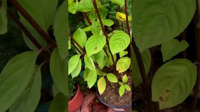 Гортензия метельчатая серии пан- Паненка смотреть онлайн