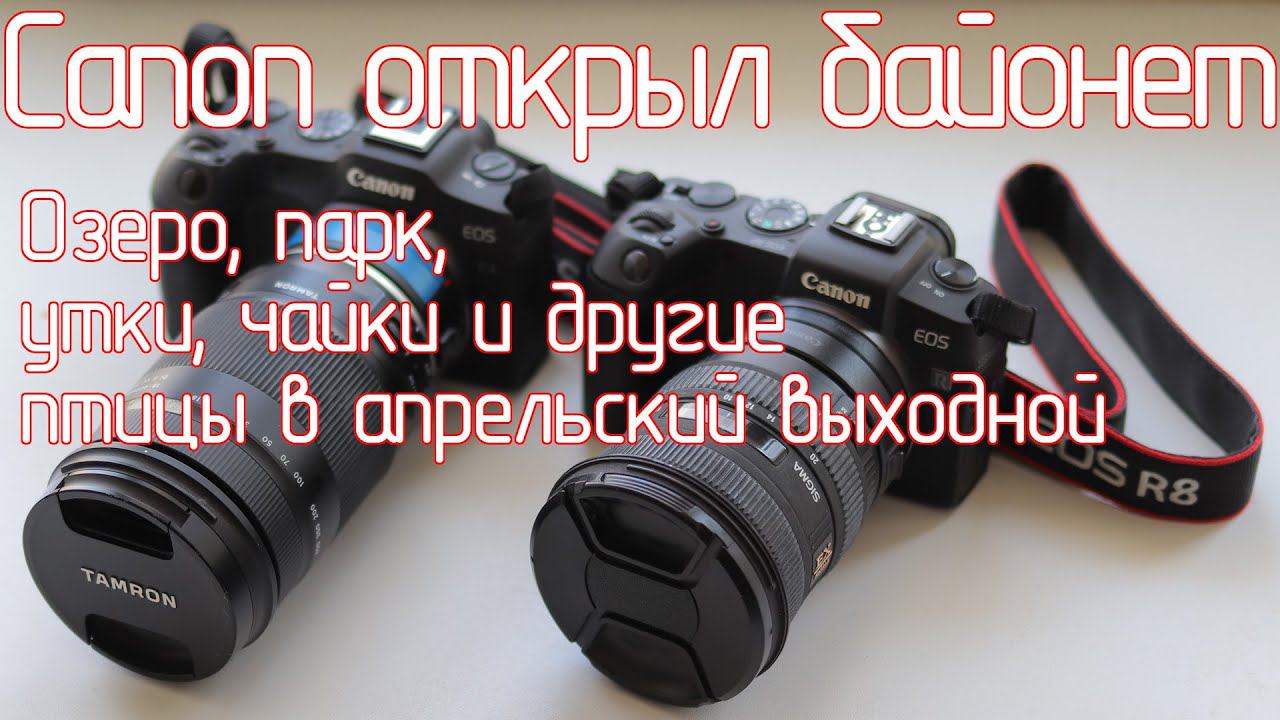Canon открыл байонет Canon RF, Озеро, парк, утки, чайки и другие птицы в апрельский выходной