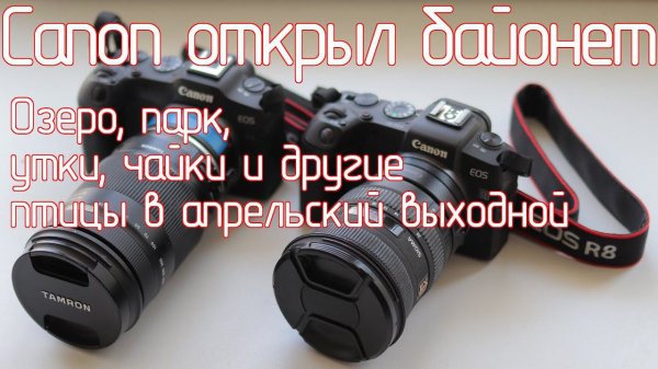 Canon открыл байонет Canon RF, Озеро, парк, утки, чайки и другие птицы в апрельский выходной