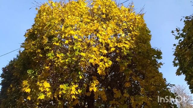 Спостереження за змінами природи восени.