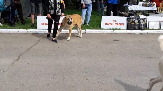МОНО САО г.Полтава 13 июня 2021 г., эксперт Владилена Манзенко смотреть онлайн
