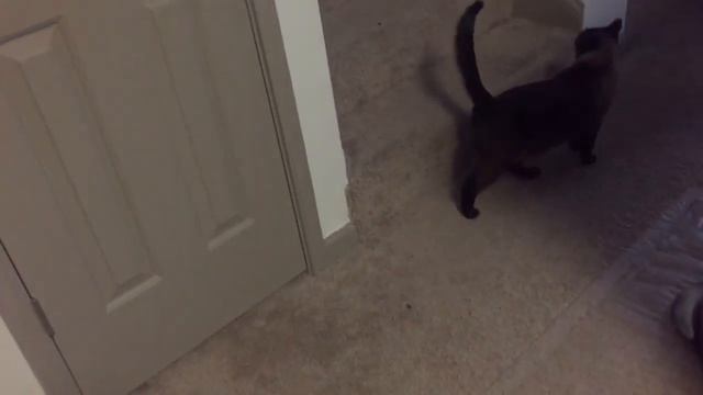 Будешь Бася дурачок =^..^= СИАМСКИЕ КОШКИ смотреть онлайн