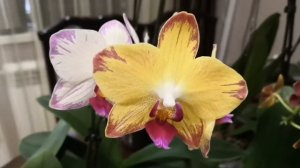 Осеннее цветение  орхидей.