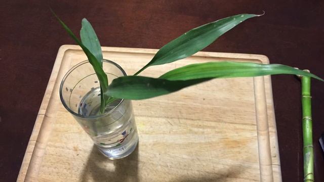 How to Propagate Lucky Bamboo смотреть онлайн