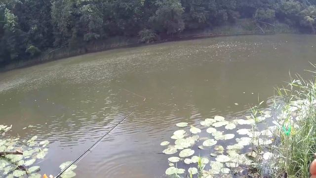 Рыбалка с фидером на реке. Катушка Piscifun Carbon X смотреть онлайн