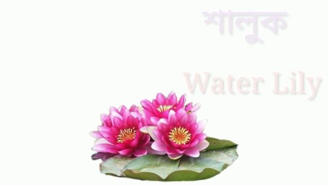 Flowers Name with Pictures in Bengali and English | ফুলের নাম বাংলা এবং ইংরেজিতে смотреть онлайн