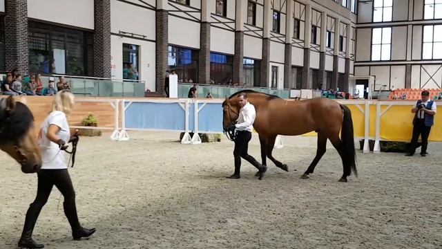 Конная Россия 2018. Ринг Белорусской упряжной породы смотреть онлайн