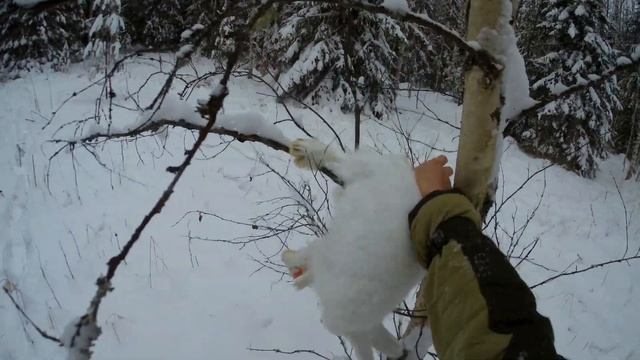 Удачная охота на зайца (профессора) с РПГ и ИЖ-18 смотреть онлайн