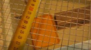 самодельный инкубатор из пенопласта