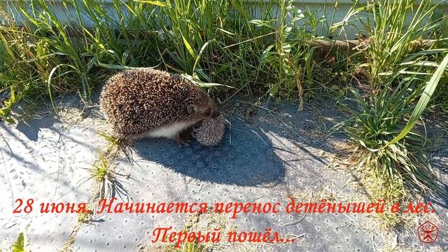 Из жизни ёжиков на моей даче) смотреть онлайн