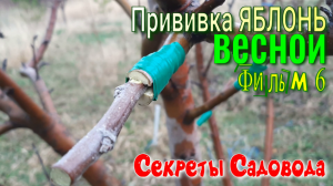 ПРИВИВКА Весенняя ЯБЛОНИ VIDEO 6. Прививаем Яблоню. "Секреты Садовода"