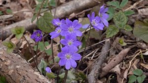 Дайвинг на озере Долгое. Самое глубокое озеро в Беларуси. Озеро Долгое Беларусь.