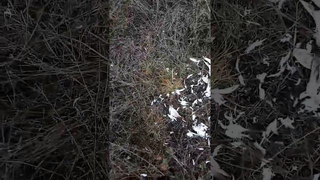 Прогулка с собакой в поле. смотреть онлайн