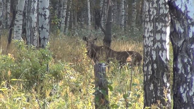 Лось на реву смотреть онлайн