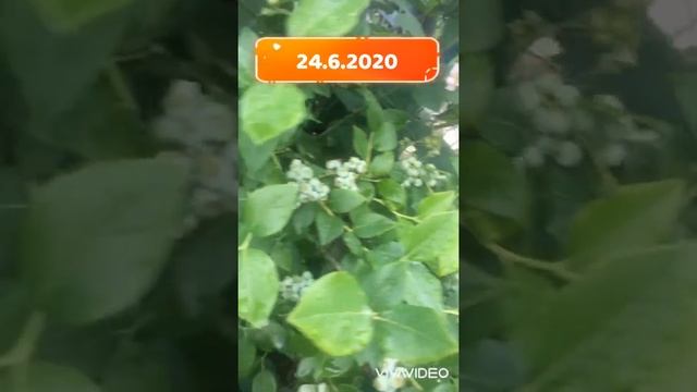 Borůvka Blueberry Goldtraube 23 Vaccinium Corymbosum