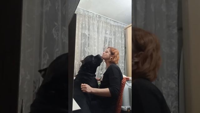 Кане Корсо Багратион. Уже конь здоровый, а все на ручки хочет залезть ? смотреть онлайн
