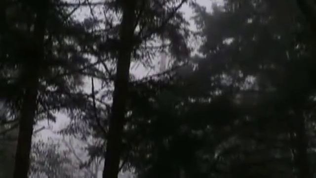 Stevie Nicks: Forest of the Black Roses смотреть онлайн