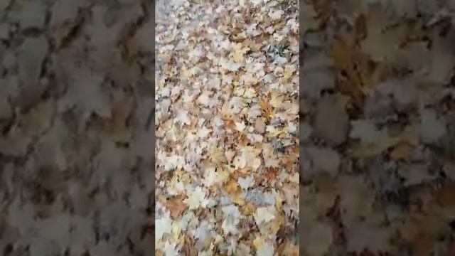 жизнь - дерьмо смотреть онлайн