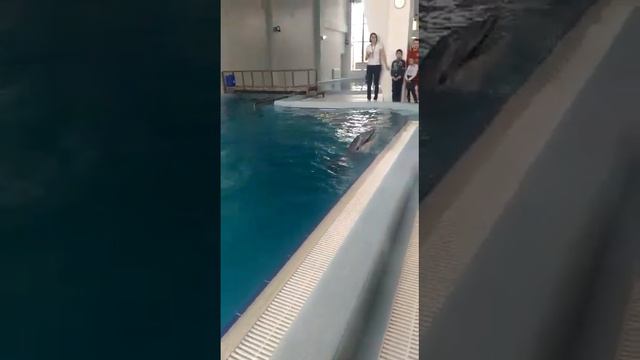 Новосибирский Дельфинарий смотреть онлайн