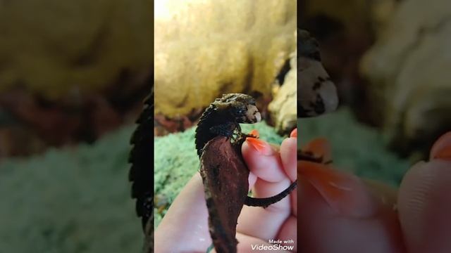 "Tribolonotus gracilis" он же Крокодиловый сцинк смотреть онлайн