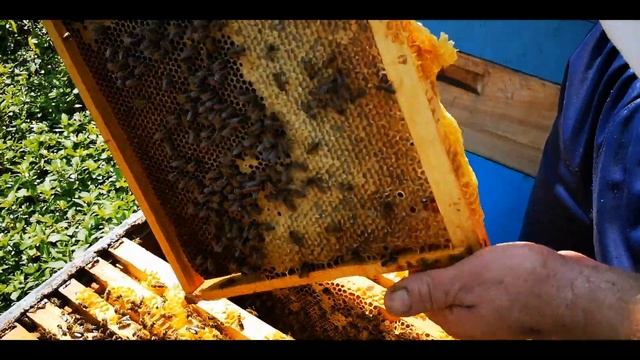 Последний подсолнух. Работа с семьями. смотреть онлайн