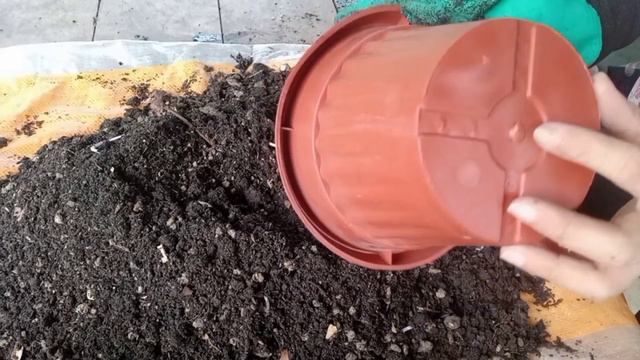 HOW TO PROPAGATE CALADIUM BICOLOR or PINK BEAUTY смотреть онлайн