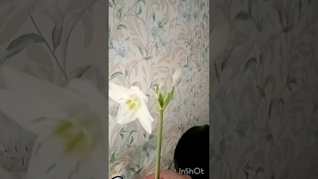 Лилия азиатская.Зимой уже второй раз цветёт!Шок! смотреть онлайн