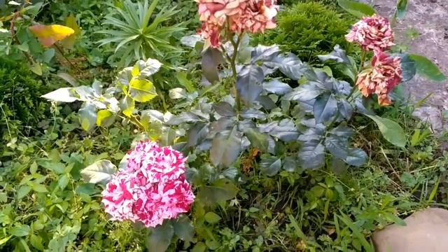 Роза "Хулио Иглесиас", цветение. Июнь 2021. смотреть онлайн