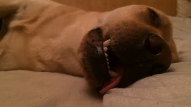 Сладкий сон лабрадора Энди смотреть онлайн